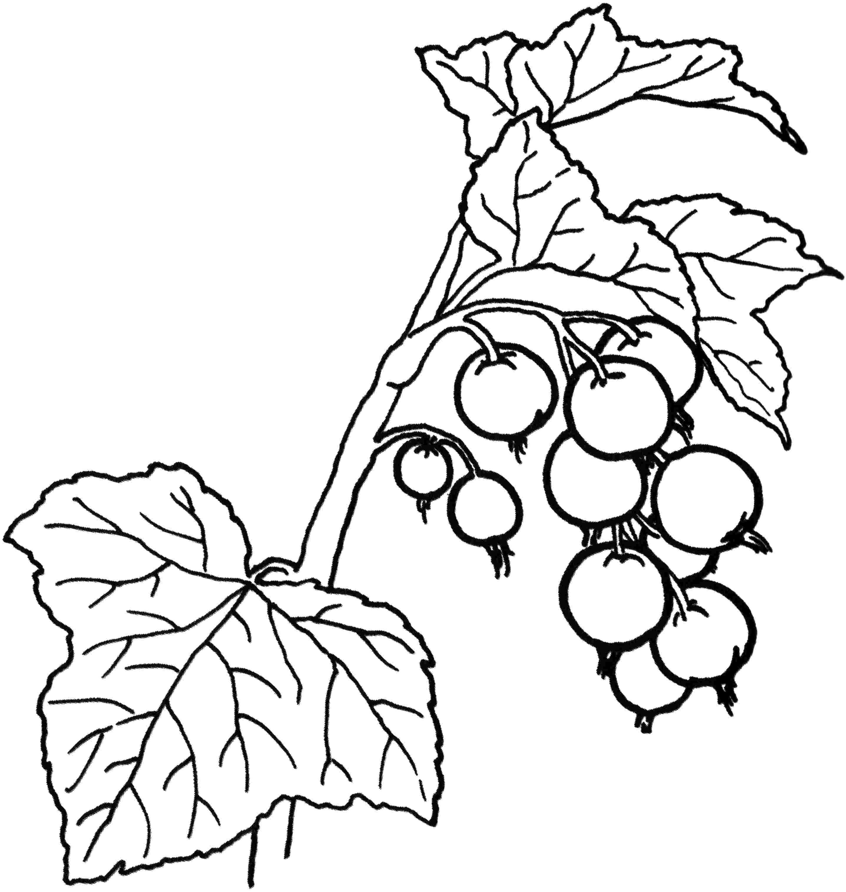 2873x3030 Unusual Inspiration Ideas Berry Coloring Pages Fruit And Berries
