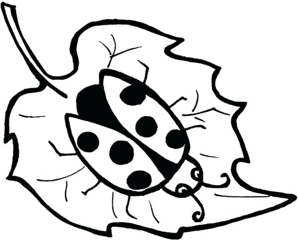 600x484 Leaves Coloring Page Adult Leaves Coloring Pages Free Holly Leaves