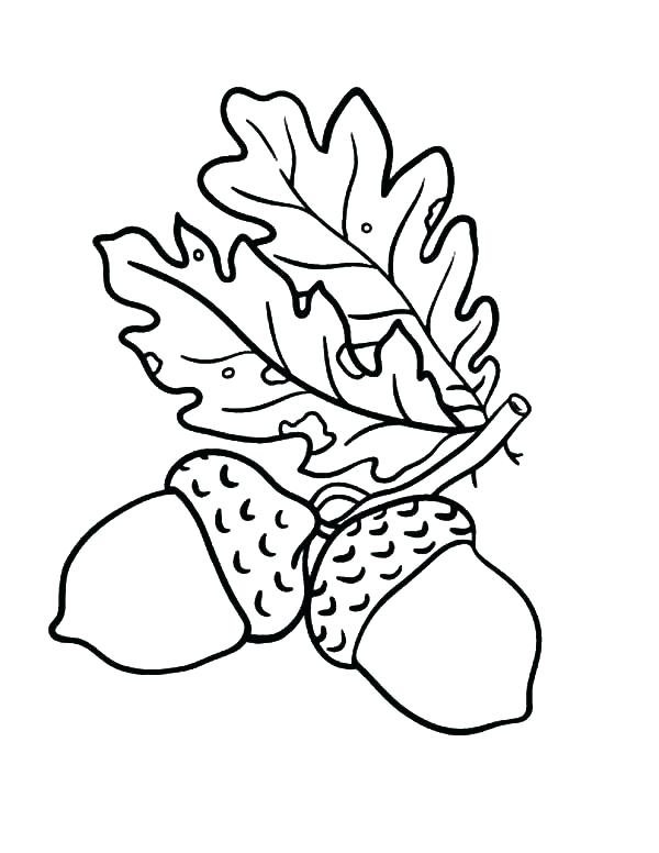 600x776 Leaves Coloring Pages Oak Tree Coloring Pages Simple Oak Tree