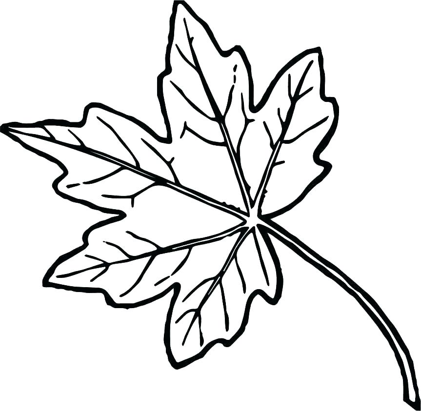 863x843 Holly Leaves Coloring Pages Grandmaman Site