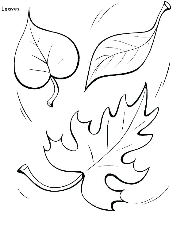 600x734 Coloring Pages Of Leaves Autumn Leaf Coloring Pages Leaves