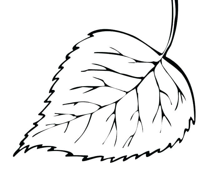 678x600 Coloring Pages Of Leaves Coloring A Leaf Printable Leaves Coloring