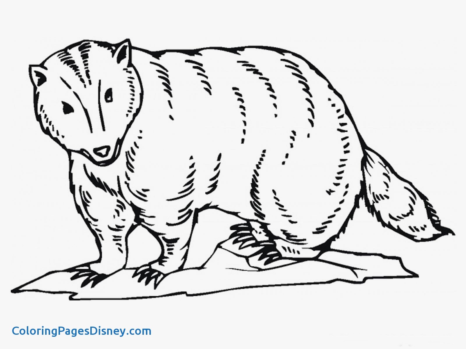 1600x1200 Badger Coloring Pages Lovely Badger Printable Coloring Pages Get