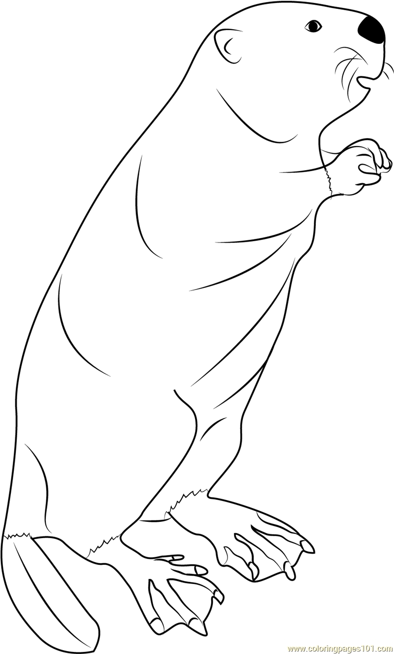 800x1326 Free American Badger Head Coloring What Is Puss In Boots Coloring