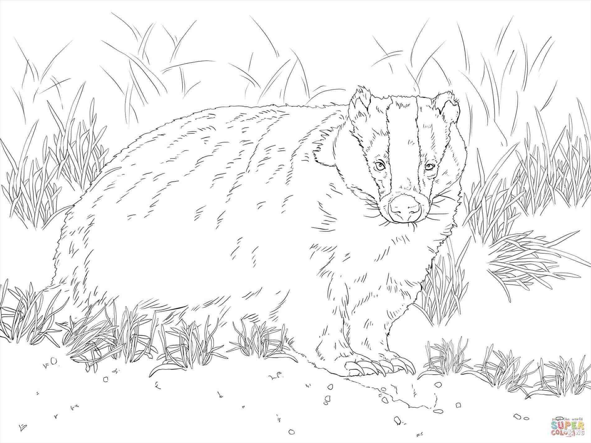 1900x1425 Honey Badger Coloring Page Web Coloring Pages