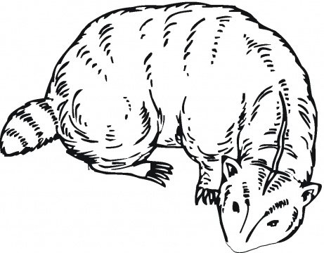 461x360 Honey Badger Coloring Pages