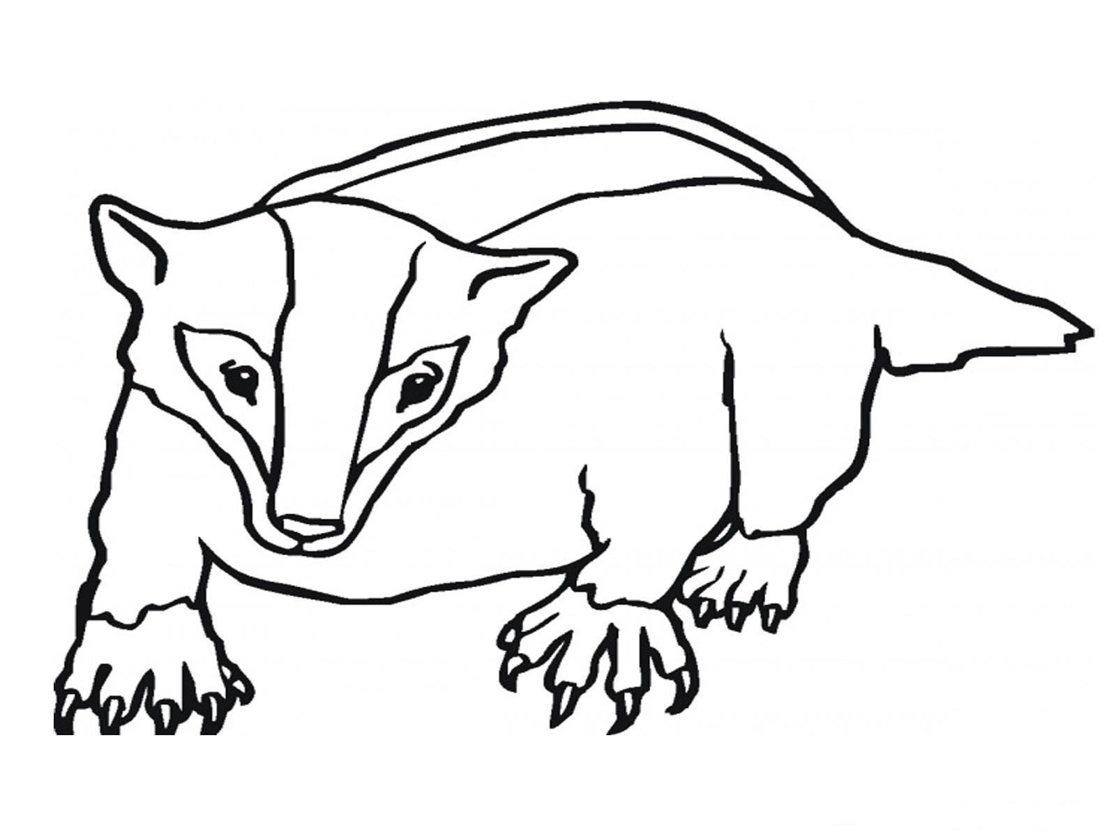 1600x1200 Quick Honey Badger Coloring Page Under School