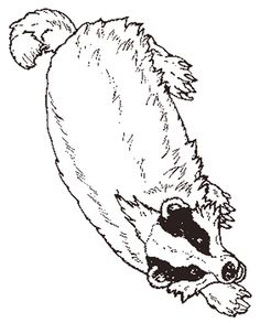 236x293 Badger Coloring Page Spirer Free Printable