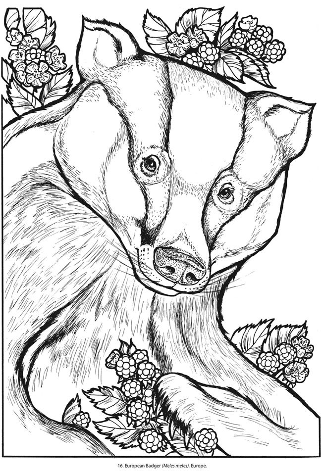 650x960 Honey Badger Xmas Coloring Pages