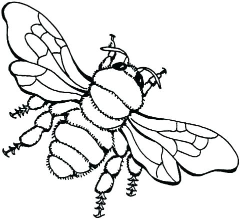 480x437 Honey Bee Coloring Page Awesome Honey Bee Coloring Page Image