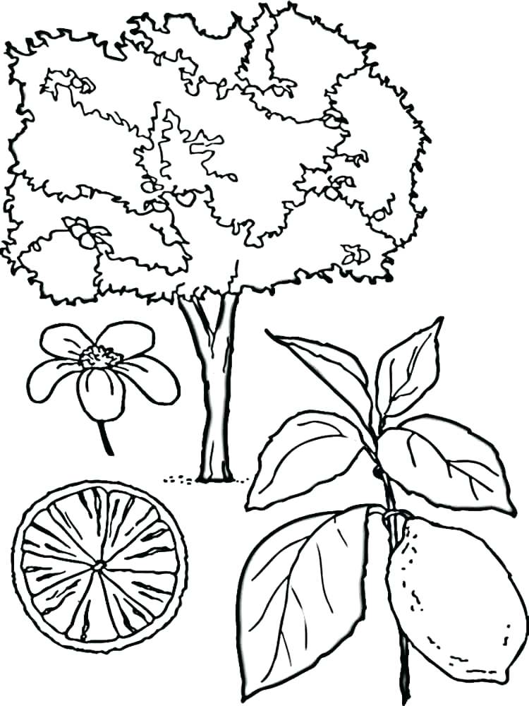 750x1000 Lemon Coloring Page