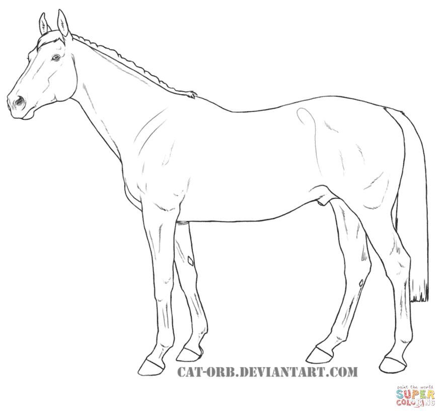 886x830 Thoroughbred For Coloring Page