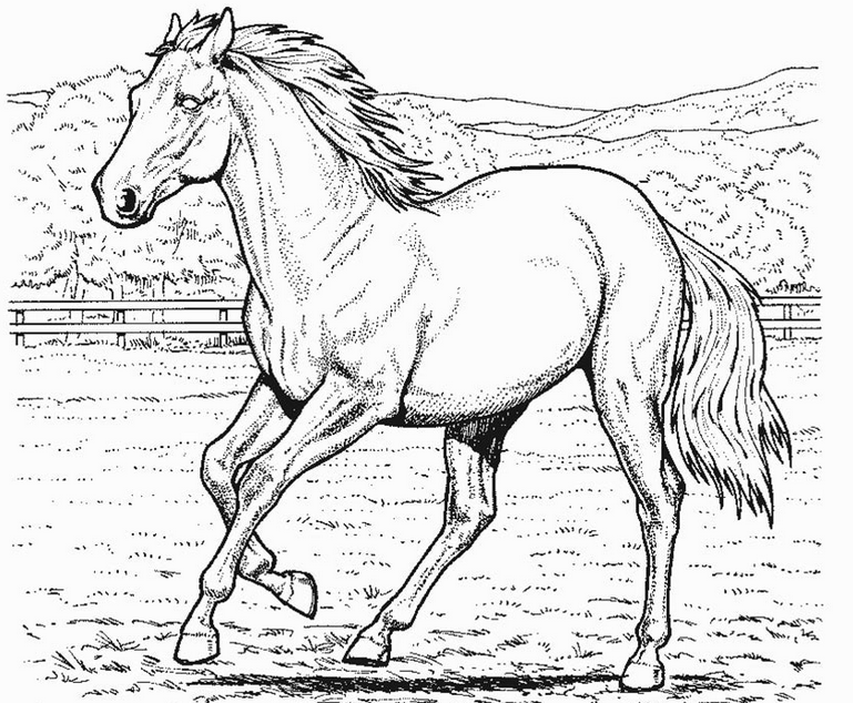 769x634 Horse Coloring Page Coloring Book