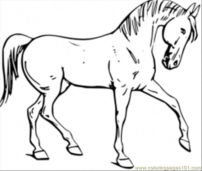 650x553 Free Printable Horse Pictures