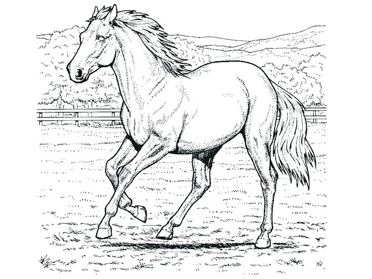 736x552 Horse Color Pages