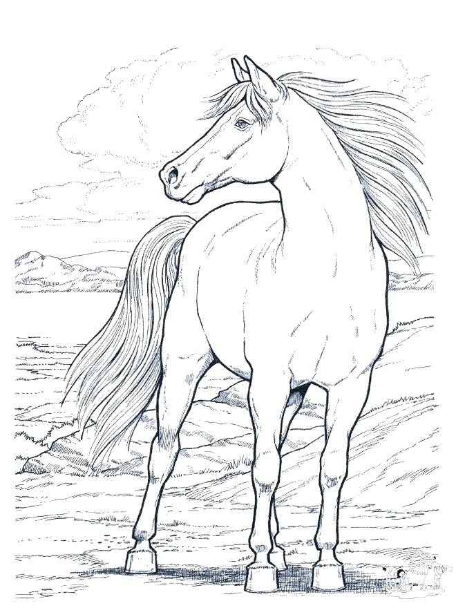 660x880 Horse Coloring Pages Online