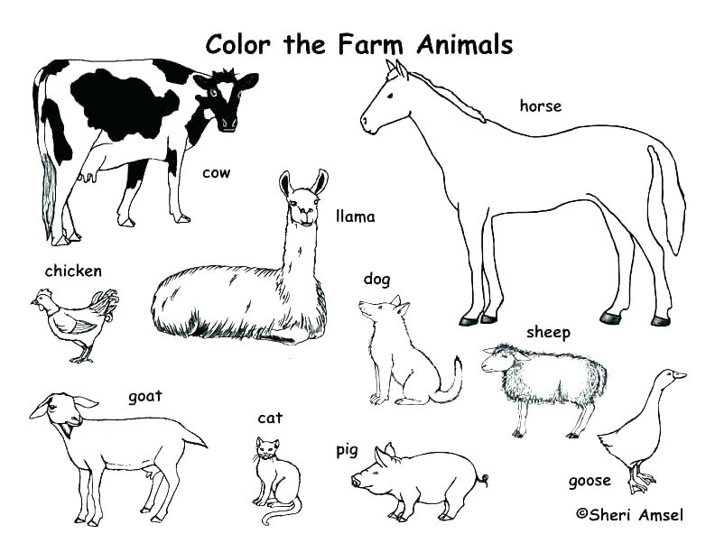 792x612 Coloring Pages Flowers In A Vase Drawn Farm Animals Color Pencil