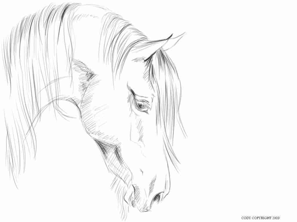 1024x768 Horse Head Coloring Pages To Print Best Realistic Olegratiy