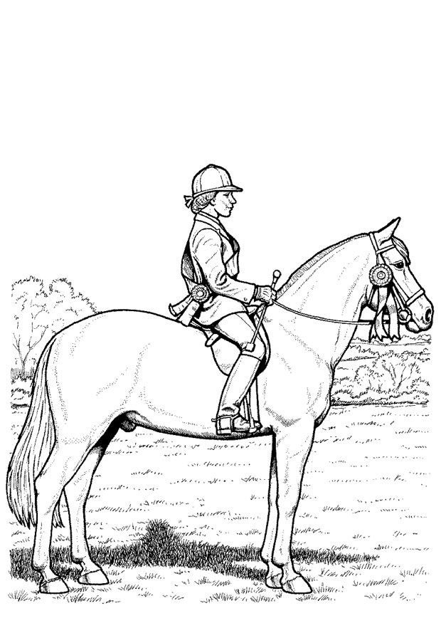 620x875 Color Horses Competition