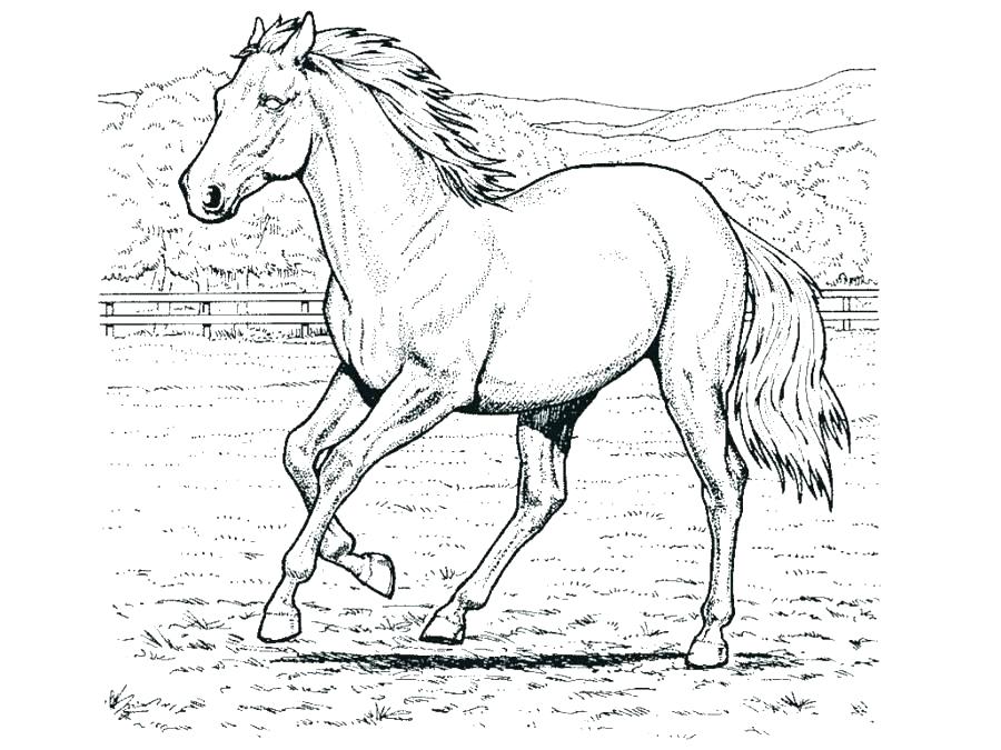 900x675 Real Horse Coloring Pages Horse Coloring Pages Adult Coloring