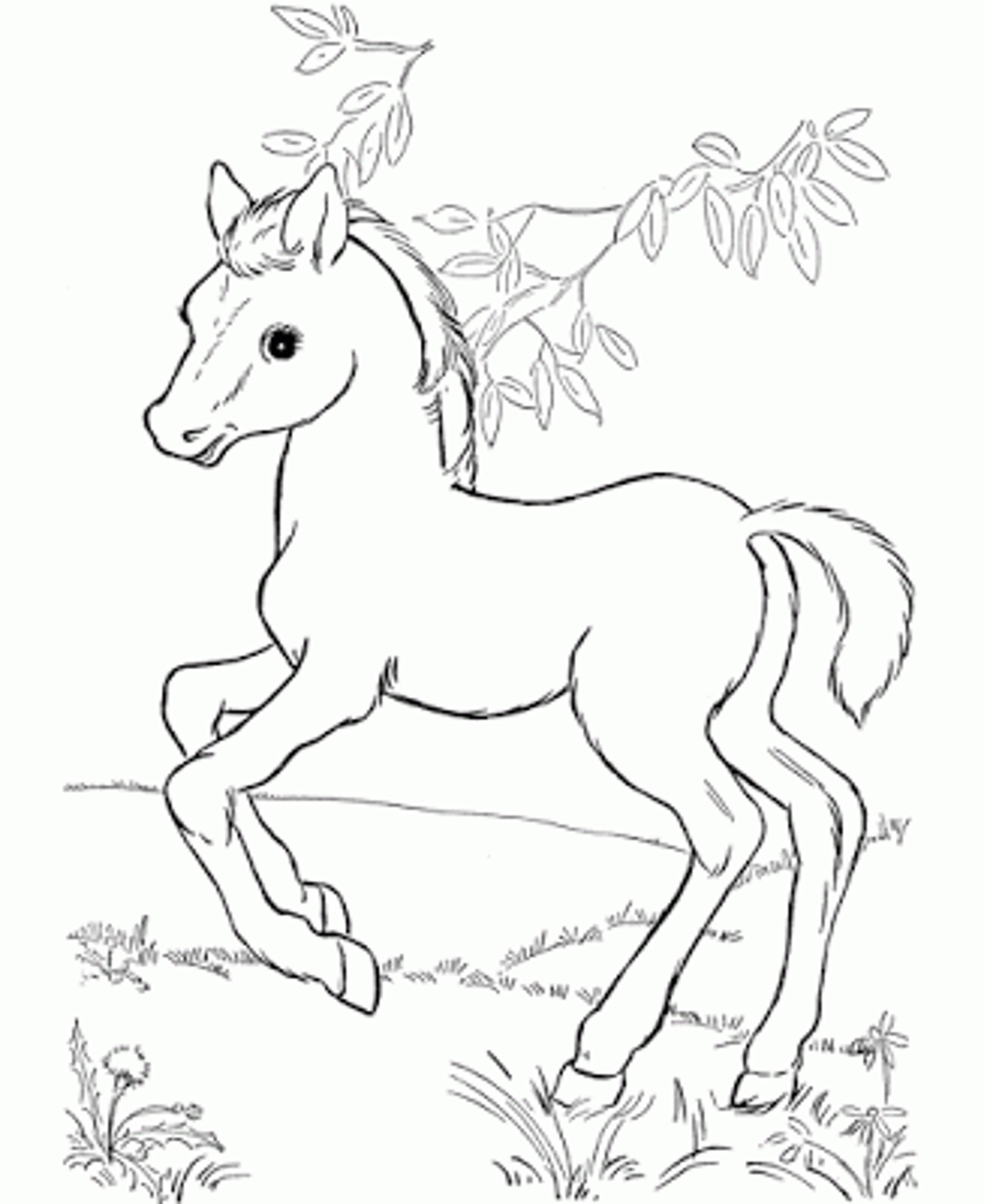 2000x2446 Ba Horse Coloring Pages Depetta Coloring Pages Baby Horses