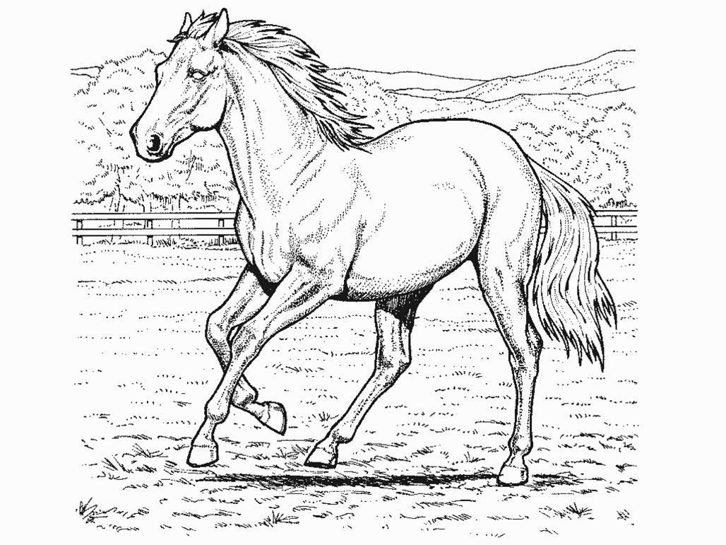 1028x771 Horse Coloring Page Realistic Animals, Butterflies, Birds Etc