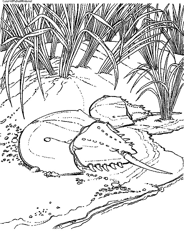 600x756 Horseshoe Crab Coloring Page