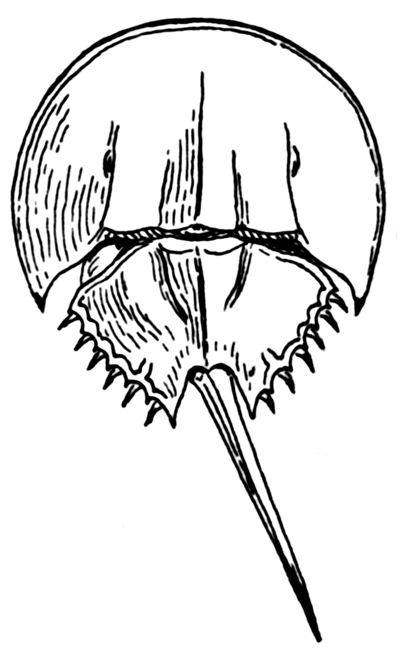 810x1344 Unique Horseshoe Crab Page To Color Design Printable Coloring Sheet