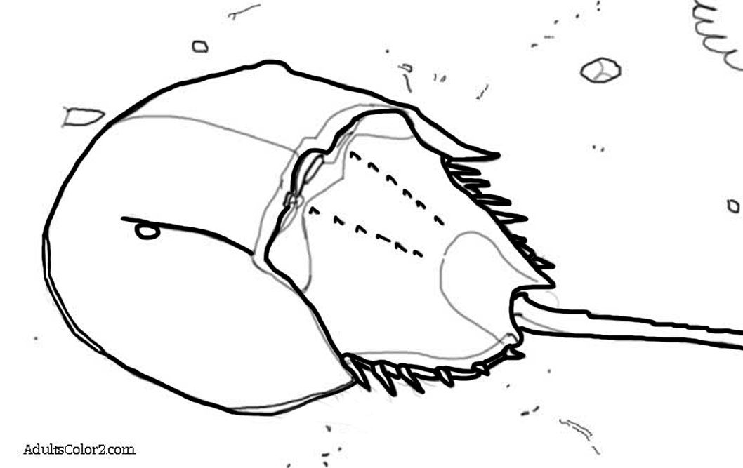1058x667 Horseshoe Outline Coloring Page Coloring Pages Horseshoe Crab