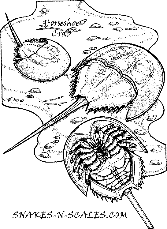 546x748 Horseshoe Crabs Coloring Page