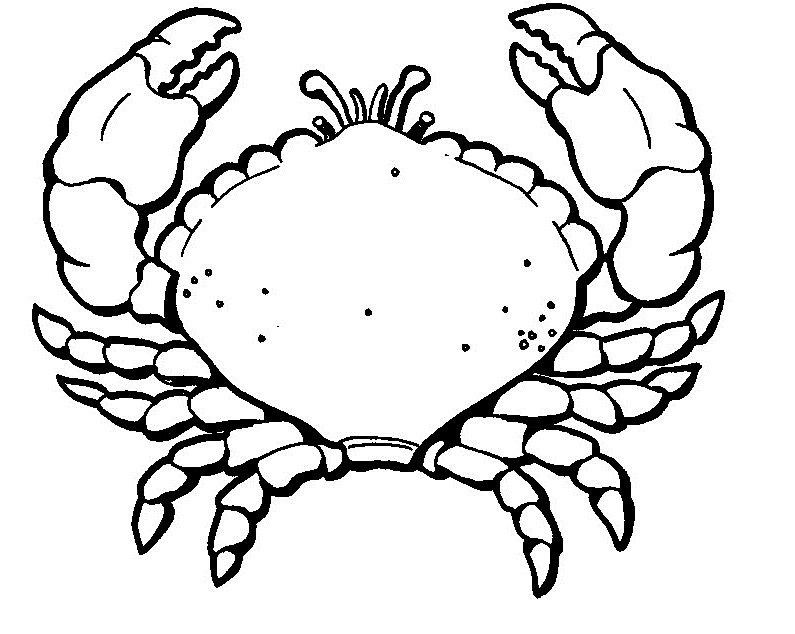 795x634 Crab Coloring Pages