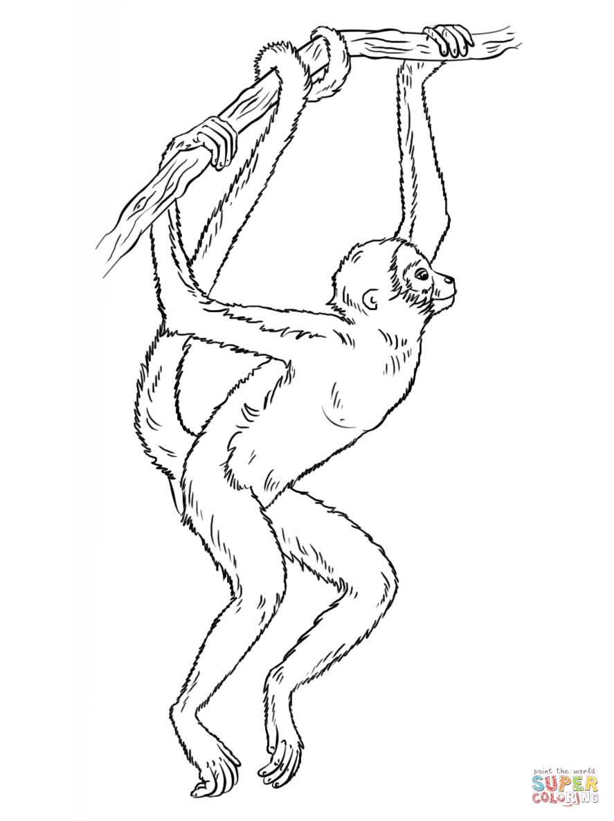887x1186 Focus Howler Monkey Coloring Page Spider Hangi