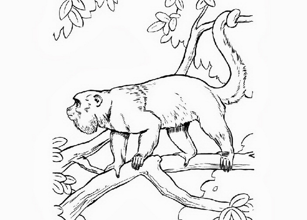 1048x749 Gambar Ini Howler Monkey Coloring Pages Klik Kanan Lalu
