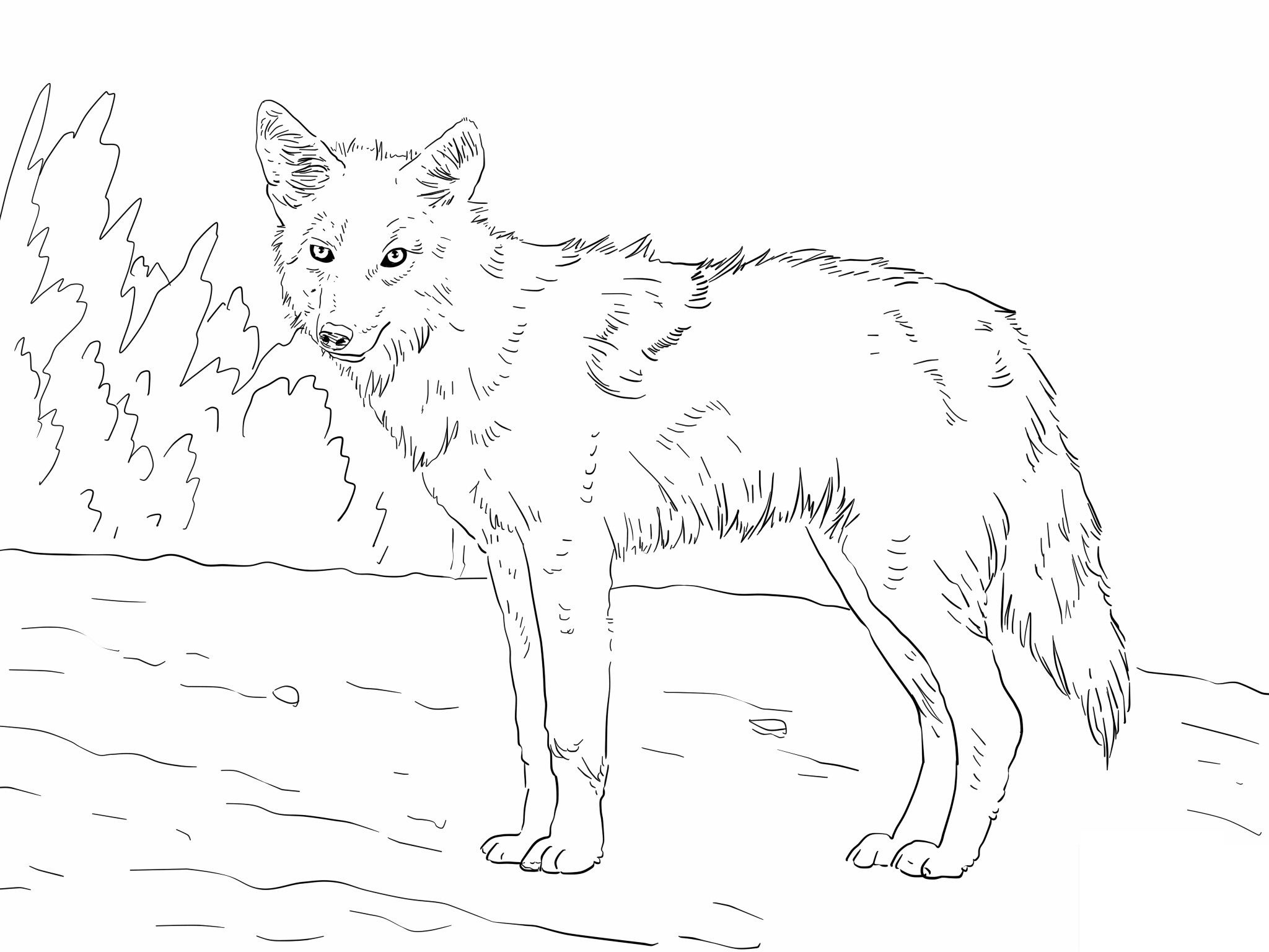2048x1536 Coyote Printables Download Free Coloring Sheets
