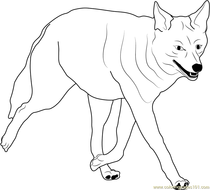 800x722 Coyote Walking Coloring Page
