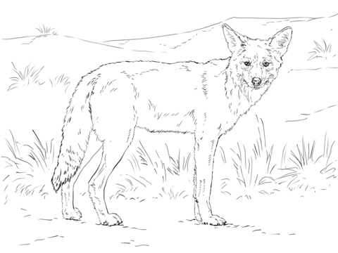 480x360 Coyote Coloring Page Coyote Coloring Page Free Printable Coloring
