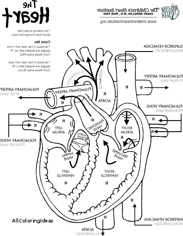 608x786 Brain Anatomy Coloring Pages The Brain Coloring Sheet Brain