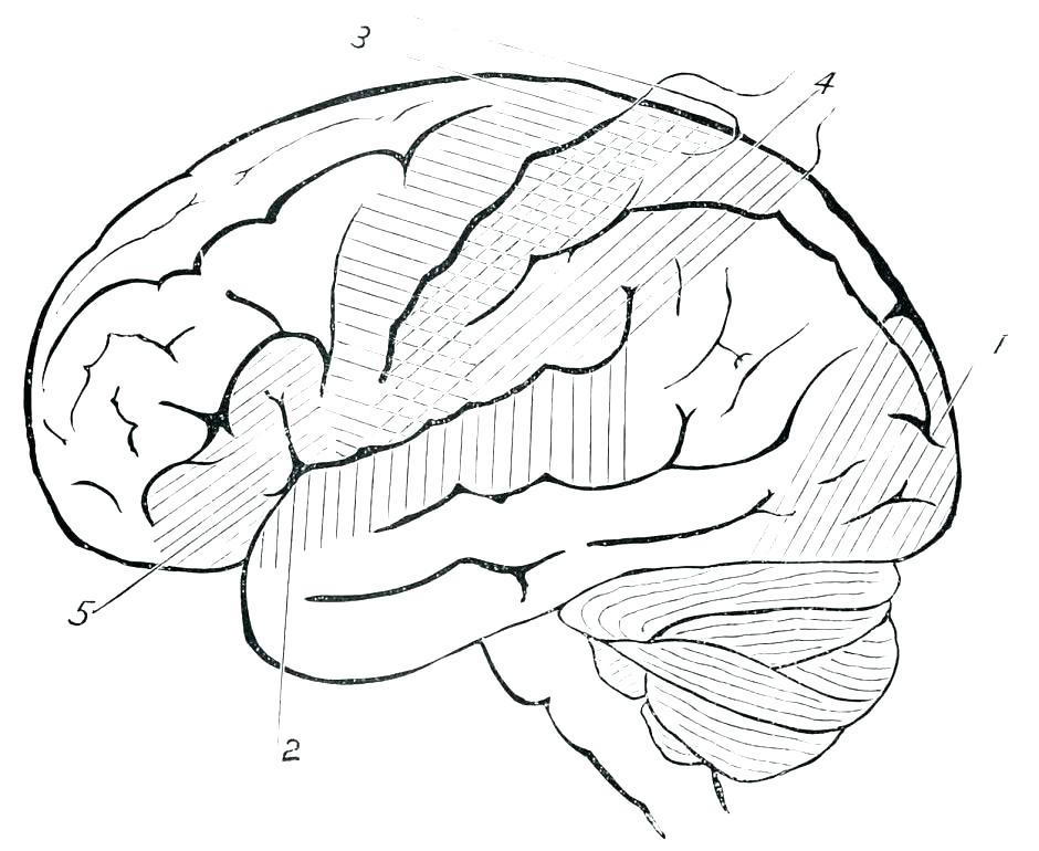 940x770 Brain Coloring Pages Brain Coloring Worksheet Brain Anatomy