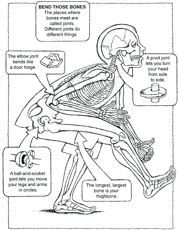 600x770 Coloring Pages And Coloring Books Free Printable Human Anatomy