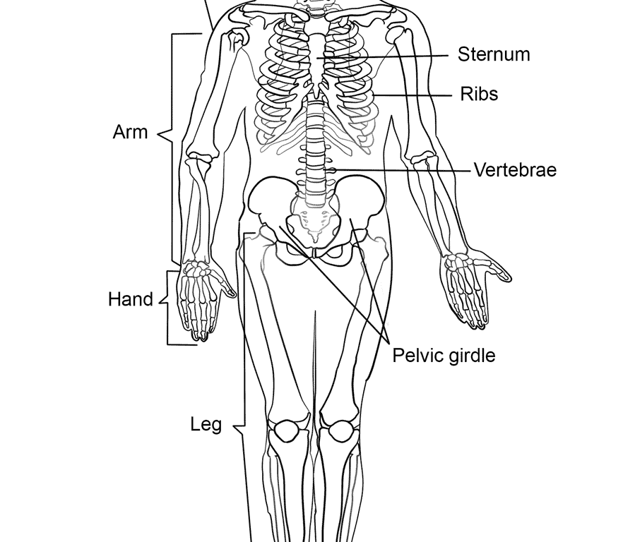899x768 Day Of The Skeleton Coloring Page Free Printable Body And Skull