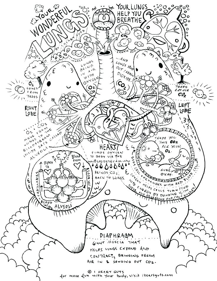 736x952 Human Anatomy Coloring Pages Anatomy Coloring Pages Brain Anatomy