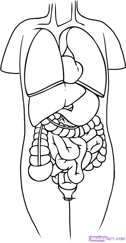 531x1024 Human Skeleton Coloring Page Anatomy Coloring Pages And Worksheets