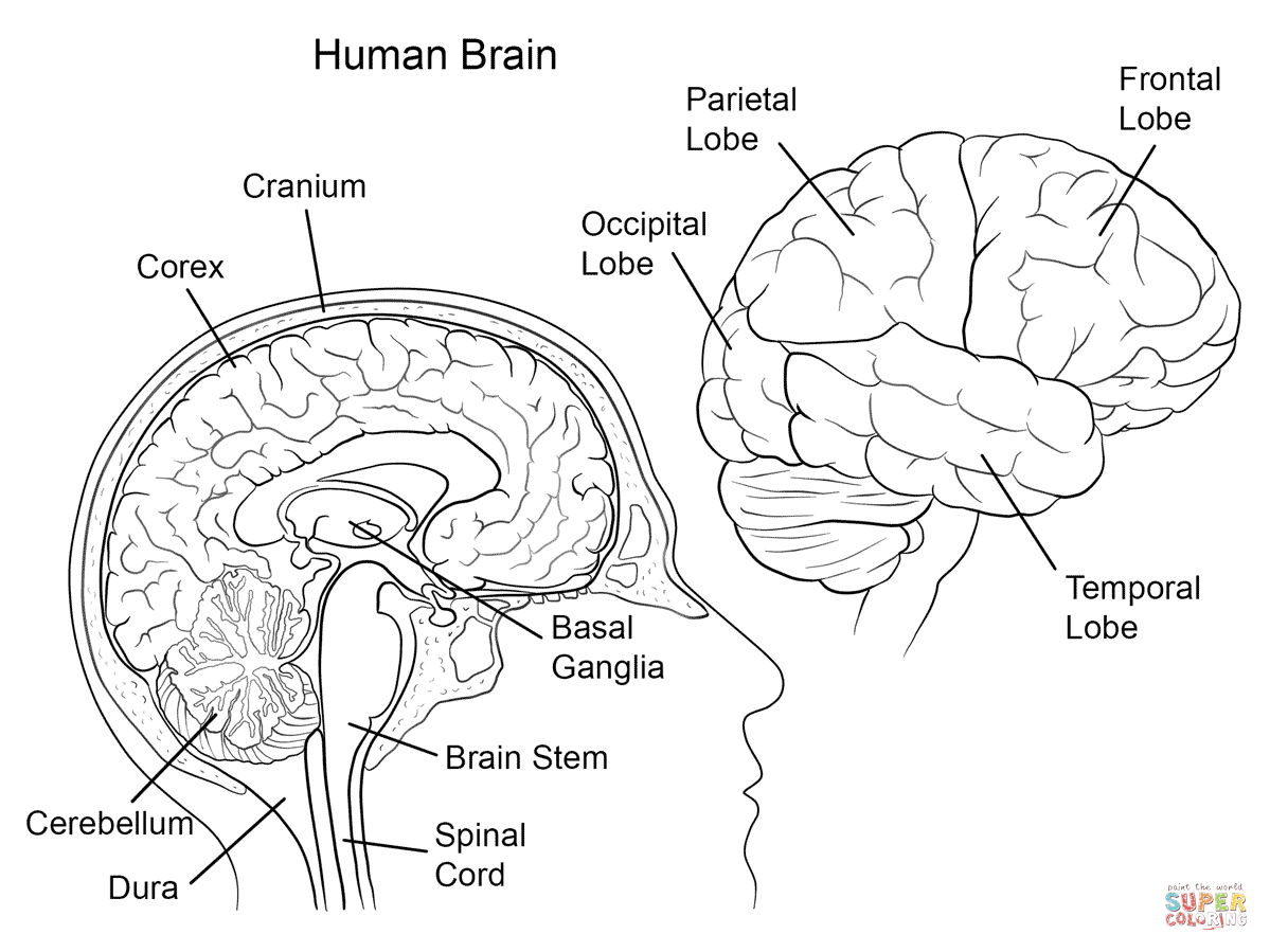 1199x899 Human Brain Anatomy Coloring Page From Anatomy Category Select