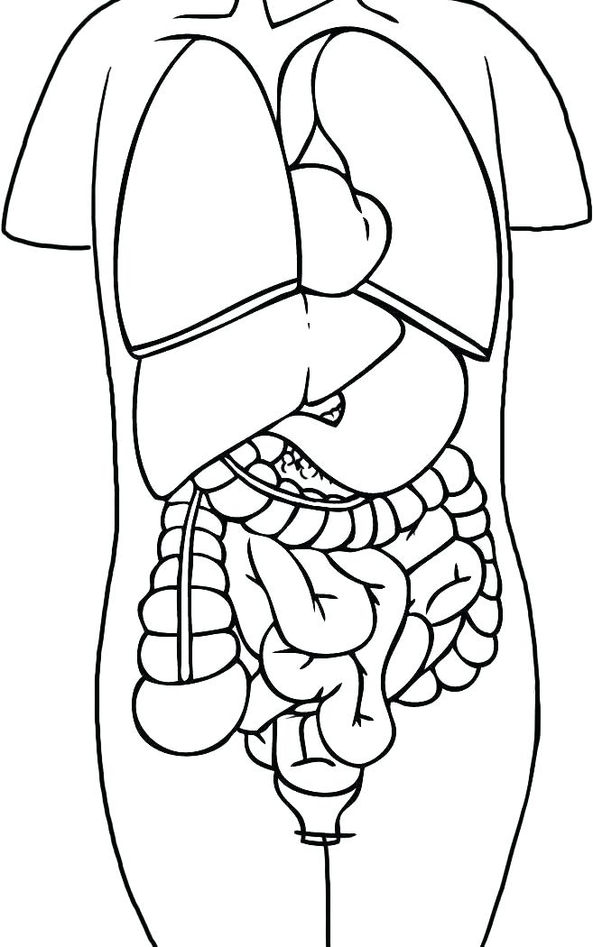 657x1050 Crayola Human Body Coloring Pages Icontent