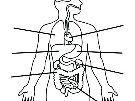 440x330 Human Body Coloring Pages