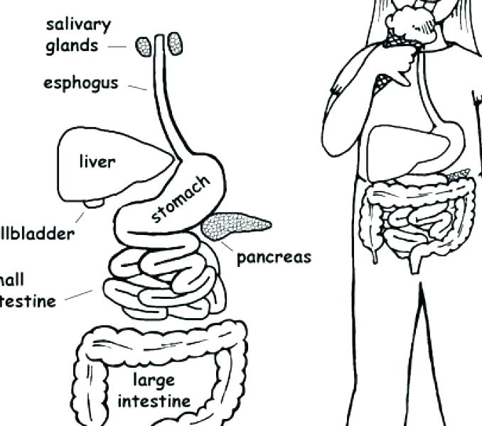 678x600 Body Coloring Pages Body Coloring Pages Good Human Body Coloring