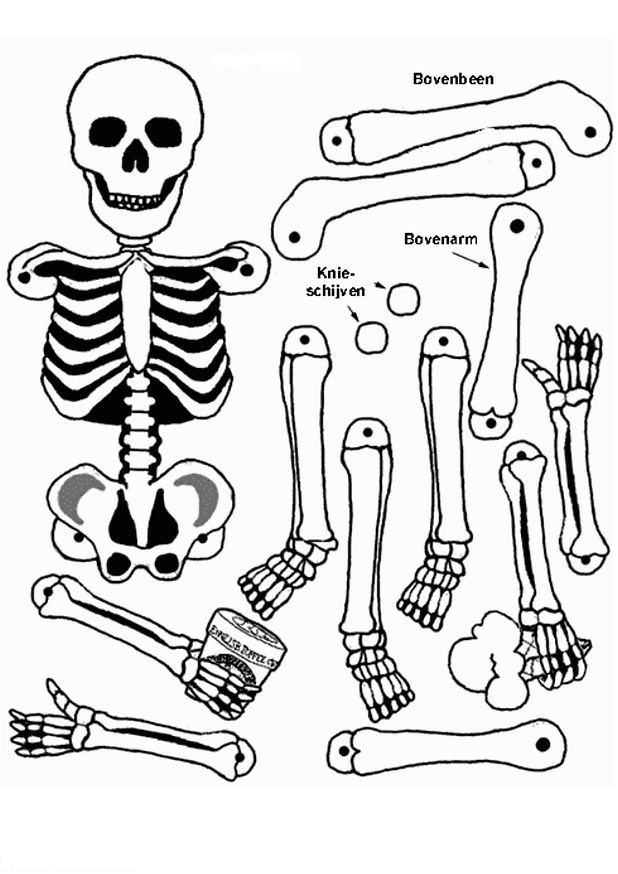 618x874 Human Body Coloring Pages Kids N Fun Coloring Pages Of Human