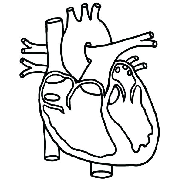 600x600 Heart Anatomy Printable Coloring Pages Body Systems On Free Human