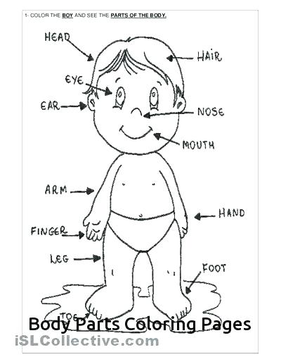 400x517 Body Coloring Pages The Human Body Coloring Book As Well As Free