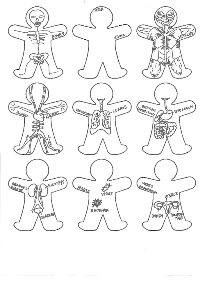 736x1009 Free Printable Anatomy Coloring Pages Awesome Human Anatomy